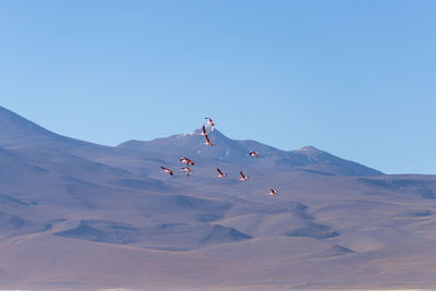 Low angle view of birds flying against mountains