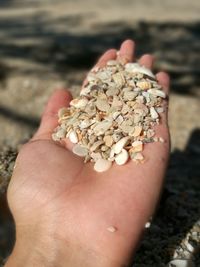 Close-up of hand holding sea shells