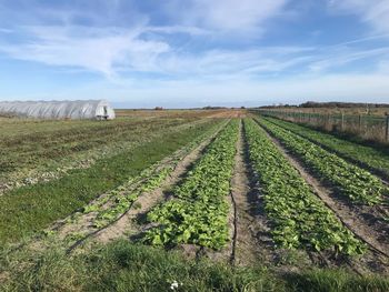 Scenic view of agricultural field against sky