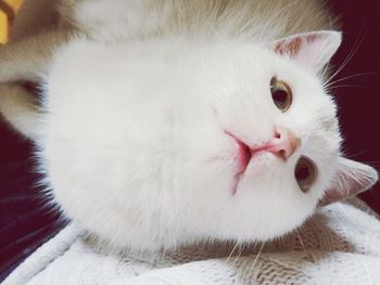 Close-up of white cat