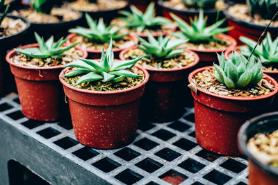 High angle view of potted plants