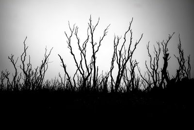 Silhouette plants against clear sky