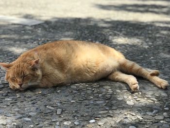 Cat sleeping on street