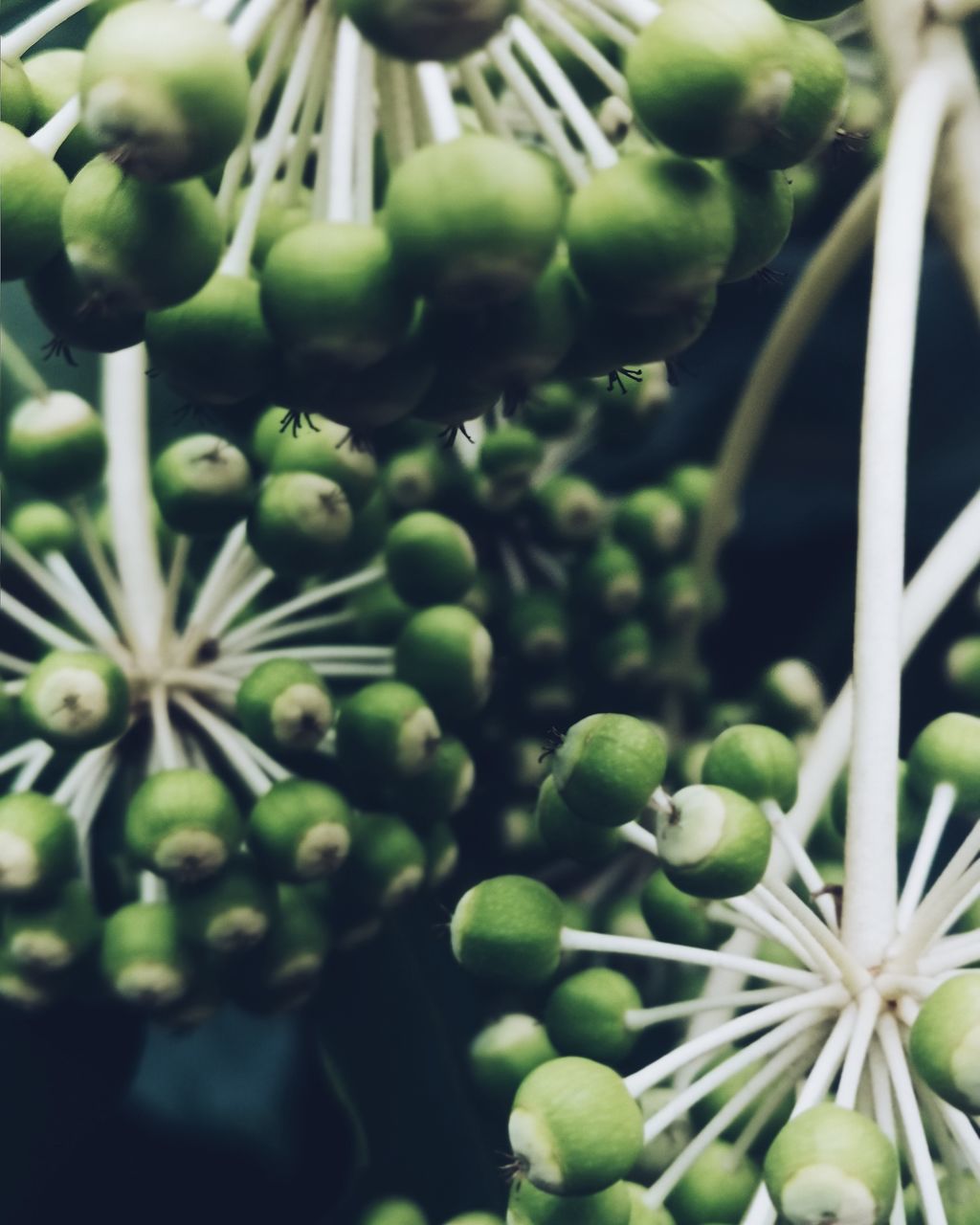 CLOSE-UP OF FRESH WHITE FLOWERING PLANTS