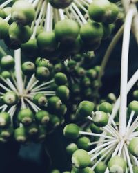 Close-up of berries growing on plant