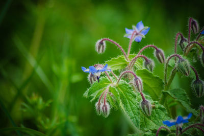 Close-up of purple flowering plant