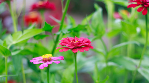 Close-up of pink flowering plant