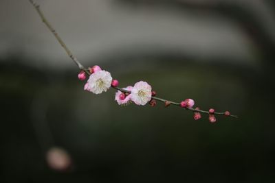 Close-up of pink flowers