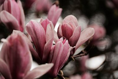 Close-up of pink flowers