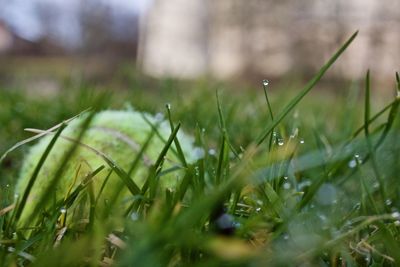 Close-up of grass growing outdoors