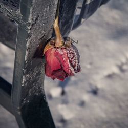 Close-up of red object