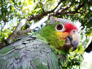 Close-up of parrot perching on tree