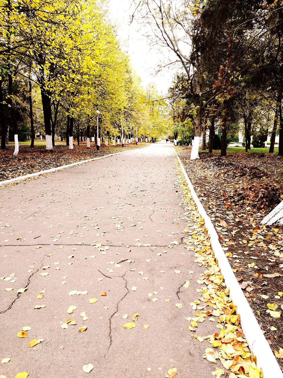 SURFACE LEVEL OF ROAD AMIDST LEAVES IN PARK