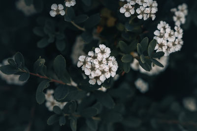 Close-up of white flowering plant