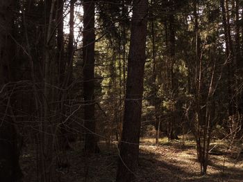 Trees in forest