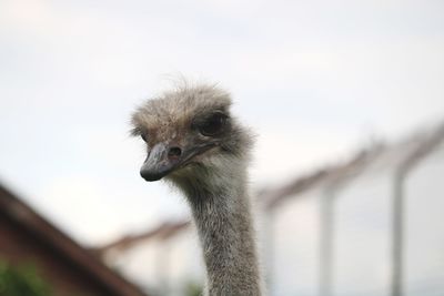 Close-up of a bird