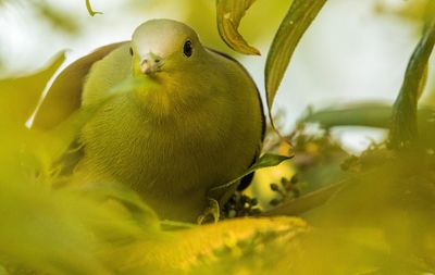 Close-up of bird perching on plant