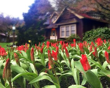 Flowers blooming outdoors
