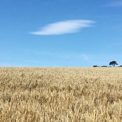 Scenic view of field against clear sky