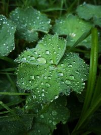 Close-up of wet leaves on rainy day