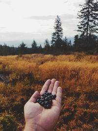 Cropped hand holding fruits over field against sky