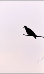 Low angle view of bird perching against clear sky