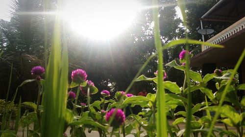 Plants on flowers