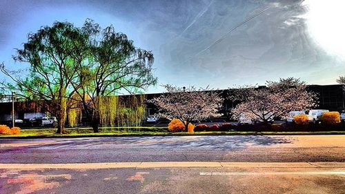 Road along trees