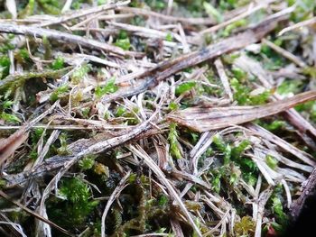 Close-up of plants