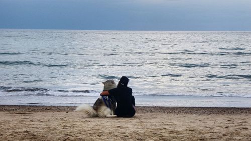 Two dogs on beach