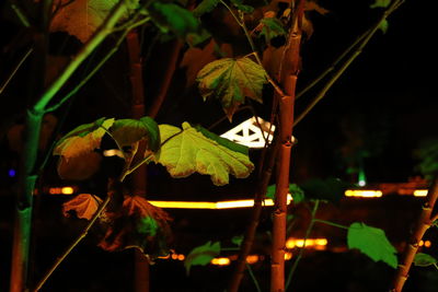 Close-up of leaves on tree at night