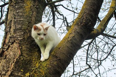 Low angle view of a cat on tree