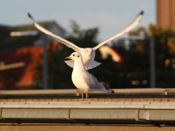 Close-up of seagull perching outdoors