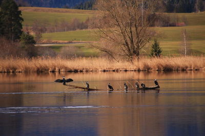 Ducks on lake