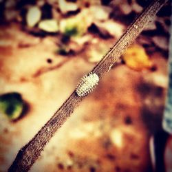 Close-up of plant against blurred background