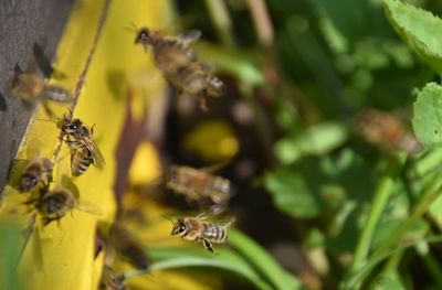 Close-up of bee pollinating flower