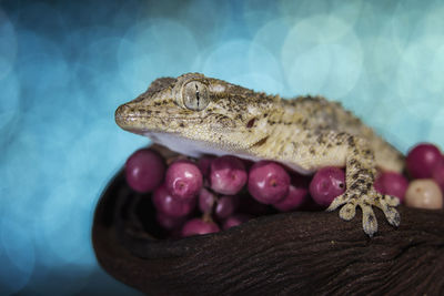 Close-up of a lizard