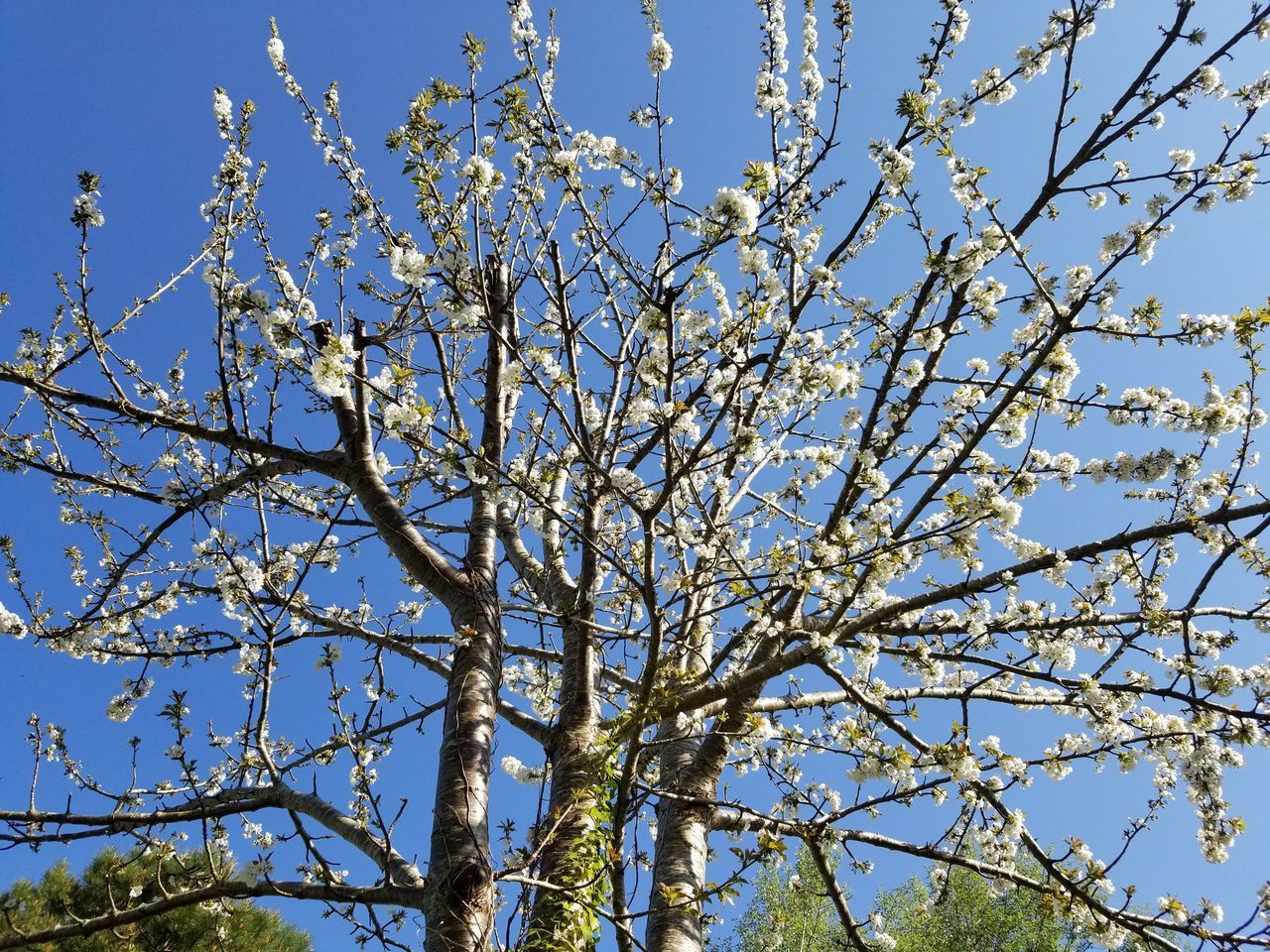 LOW ANGLE VIEW OF CHERRY BLOSSOM AGAINST BLUE SKY