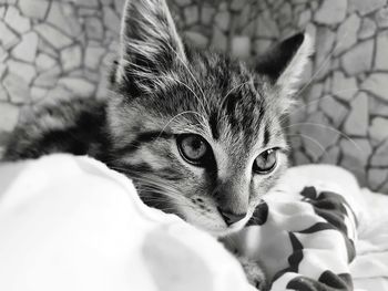 Close-up portrait of cat