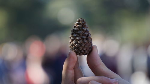 Close-up of hand holding pine cone