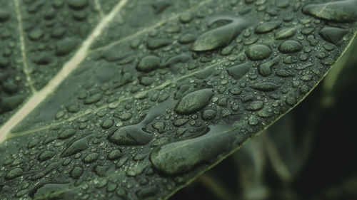 Close-up of raindrops on leaf