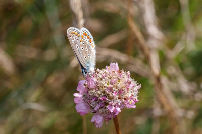 Close-up of butterfly pollinating on purple flower