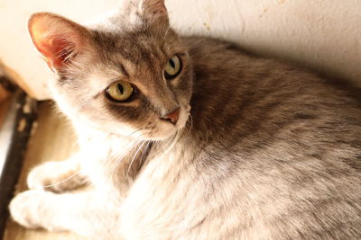 Close-up portrait of cat relaxing at home