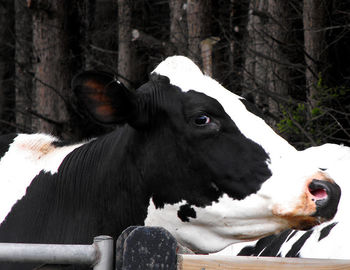 animal
