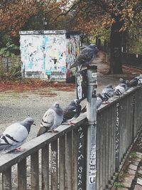 Birds on retaining wall against trees