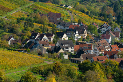 Houses and trees in village