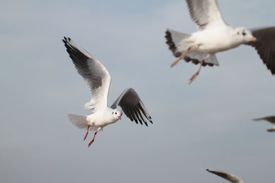 Low angle view of seagulls flying against sky