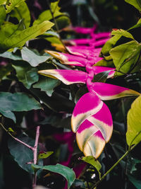 Close-up of pink flowering plant