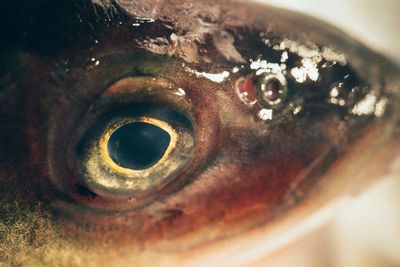 Close-up of horse eye