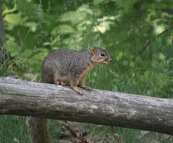 Squirrel on a tree